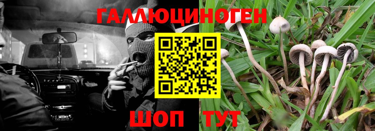 Галлюциногенные грибы Psilocybine cubensis Магадан
